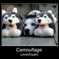 Camouflage: level expert