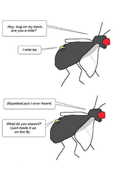 I hate flies. - meme
