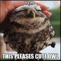 7th comment get the cute owl