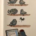 pigeon love