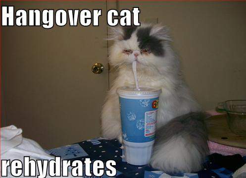 hangover cat - meme