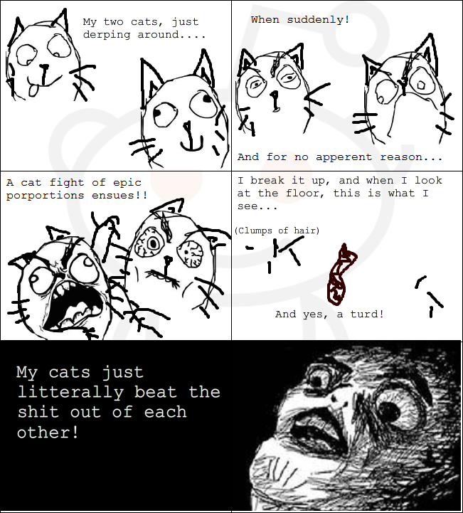 cat fight - meme