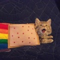 just when I thought nyan cat couldn't get any cuter...