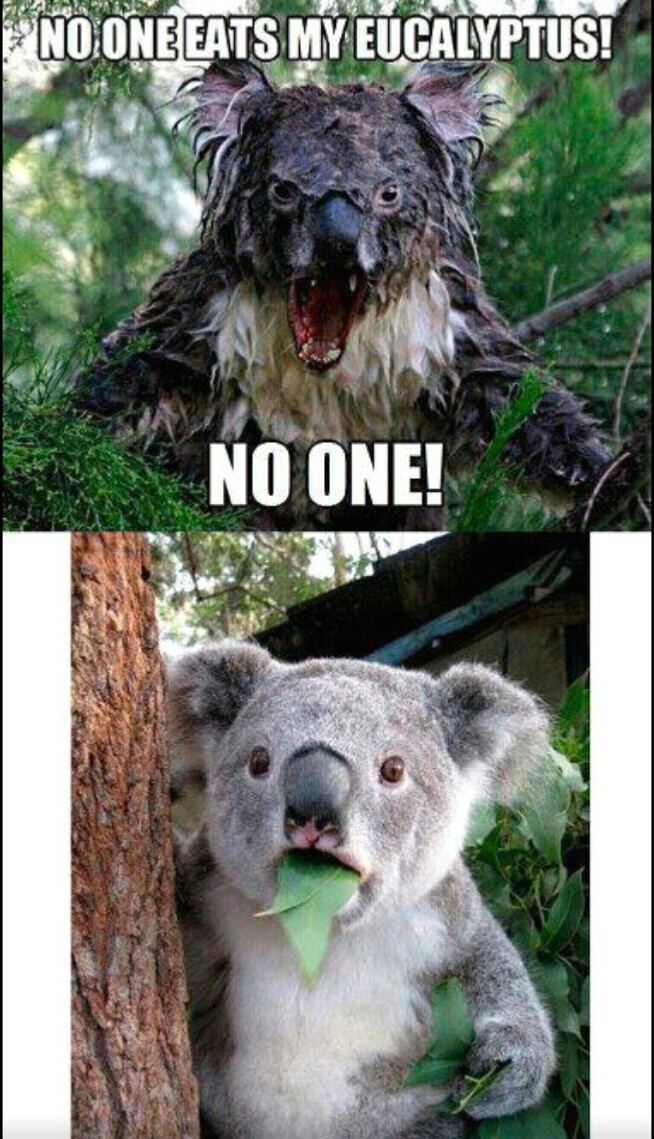 eucalyptus - meme