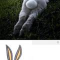bunny fap