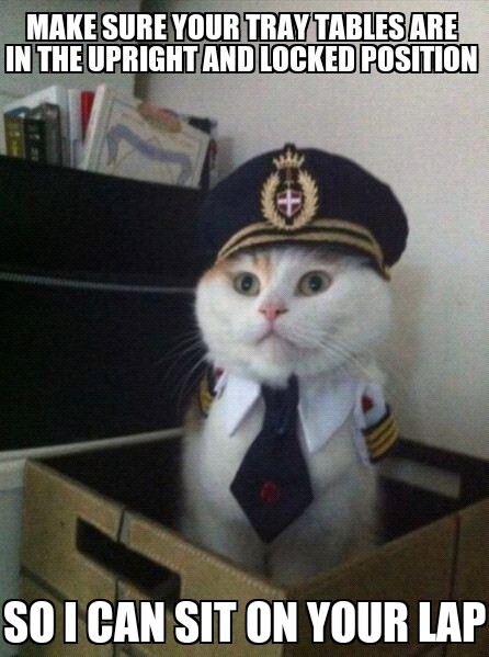 pilot cat... - meme