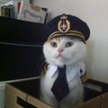 pilot cat...