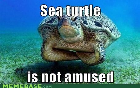 sea turtle is pissed off - meme