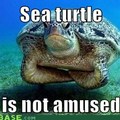 sea turtle is pissed off