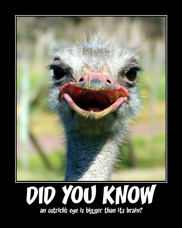 LOL - meme