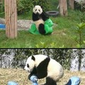 pandas are cute