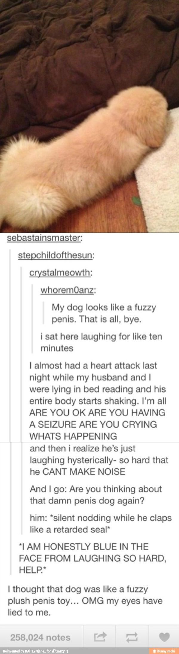 Fuzzy Penis Dog - meme