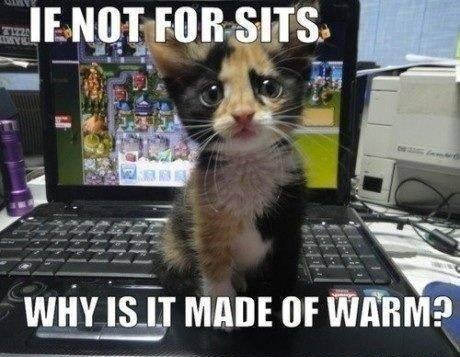 cute kitty cure - meme