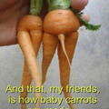 Baby carrots, yum. 