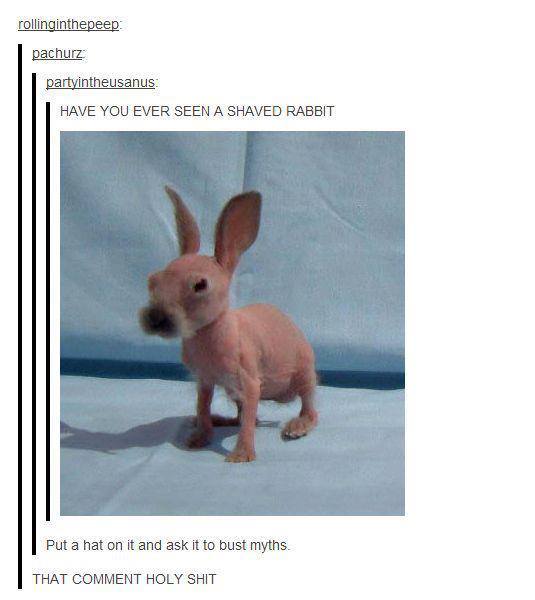 shaved bunnies - meme