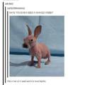 shaved bunnies