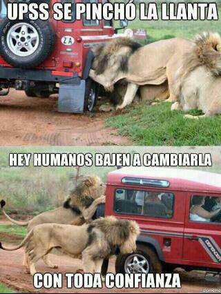 leones bondadosos - Meme by rodrigognr71 :) Memedroid