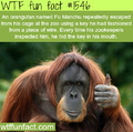 Rise of the orangutans... Its happening