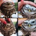 lovely owl *___*
