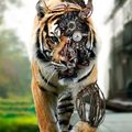 Awesome picture of a cyborg tiger. 