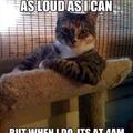 my cat does this