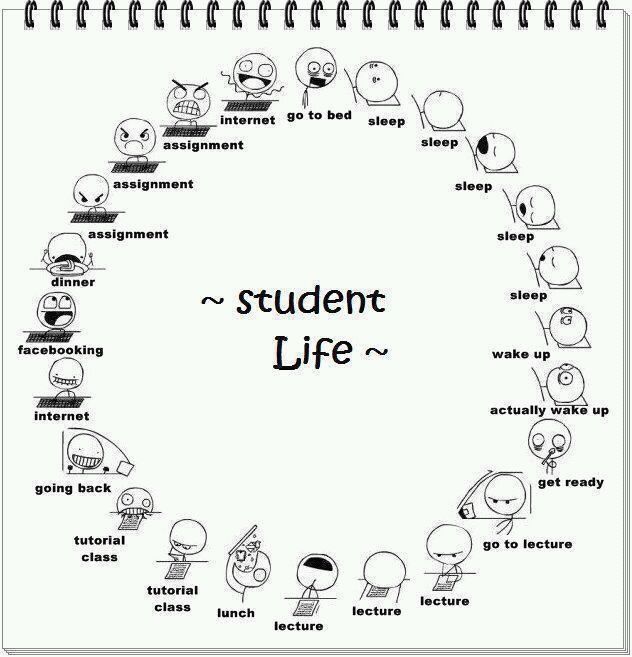 Circle of Life : level STUDENT - meme