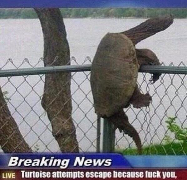 Haha turtles - meme