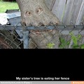 fence eater