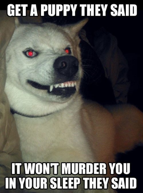 creepy dog face meme