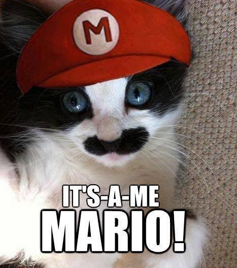 Mario cat! - meme