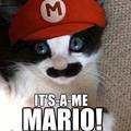Mario cat!