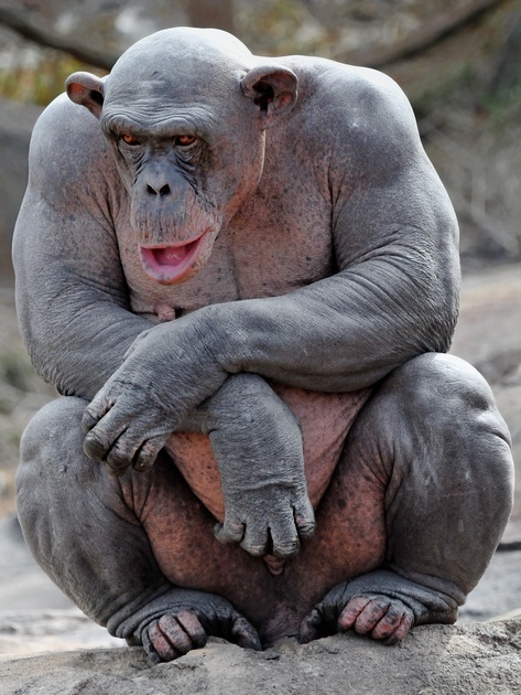 Ever seen a hairless chimpanzee? - meme