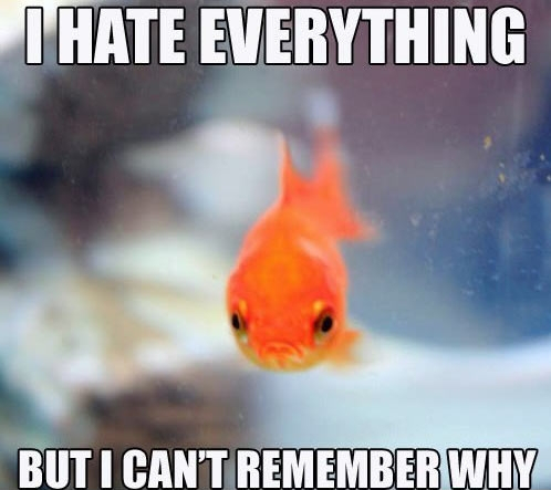 Grumpy fish - meme