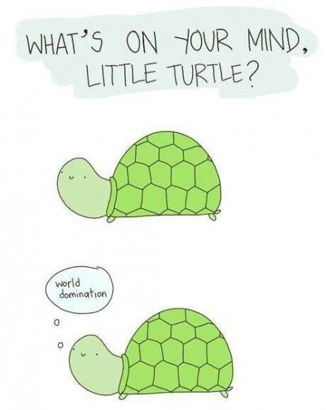 turtles .-. - meme