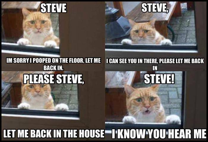 STEVE!!! FUCKING ANSWER ME RIGHT  MEOW!! - meme