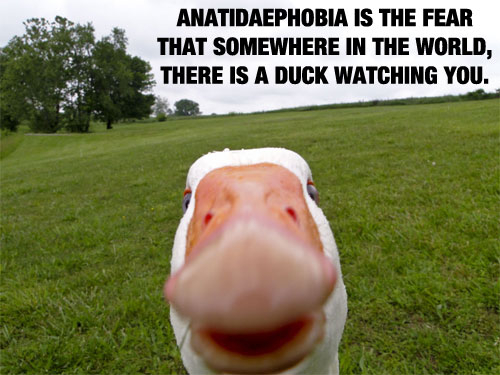 Anatidaephobia, the fear of ducks looking at you... - meme