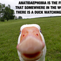 Anatidaephobia, the fear of ducks looking at you...