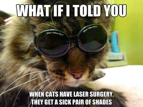 Morpheus cat has more revelations for you. - meme