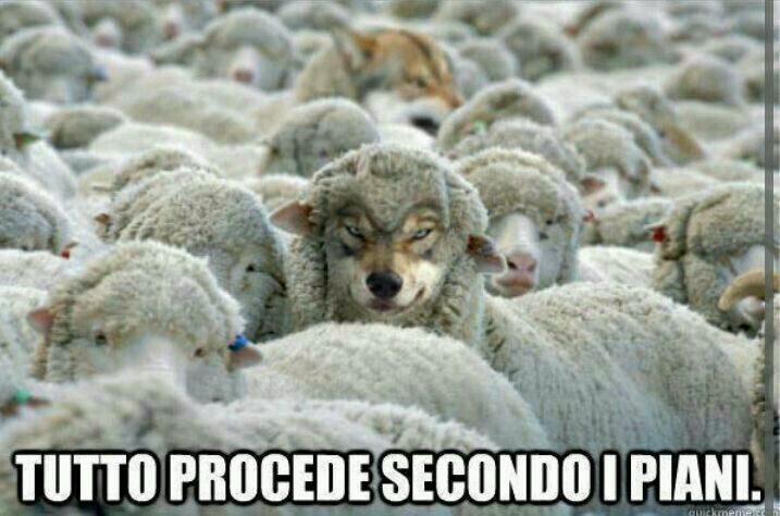 pecore - meme