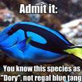 Dory fish