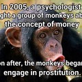 Bad monkeys.