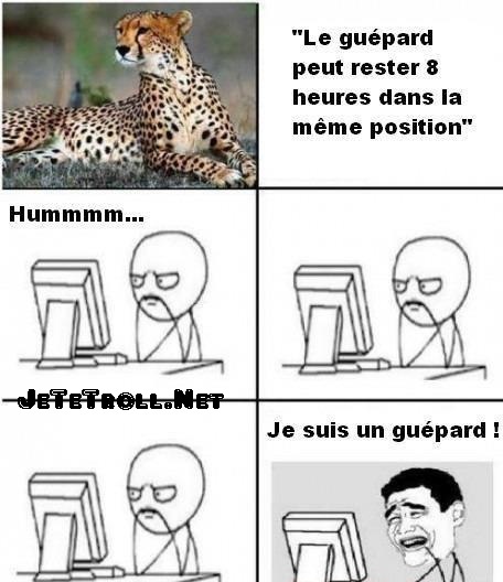 gepard - meme