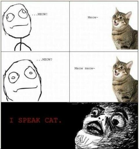 cat!! - meme