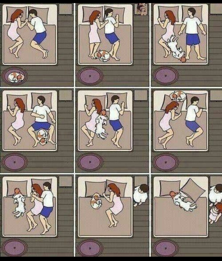 maneras de dormir con un perro - meme