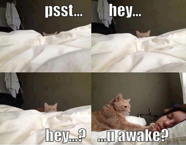 my cat every morning. - meme