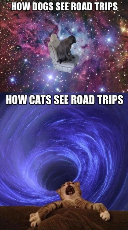 Dogs and cats....IN SPACE! - meme