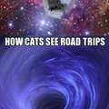 Dogs and cats....IN SPACE!