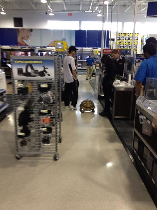 just a guy walking his turtle in best buy. - meme