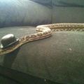 swagg le serpent