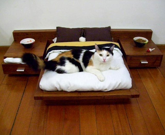 Cat.bed is snazzy as fuck - meme